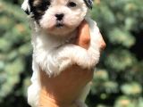 Teacup Morkie Yavrularımız