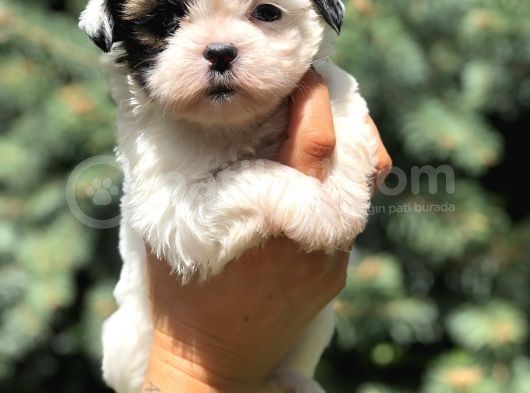 Teacup Morkie Yavrularımız görsel