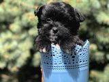 Özel Ve Nadir Renkteki Maltipoo Yavrumuz