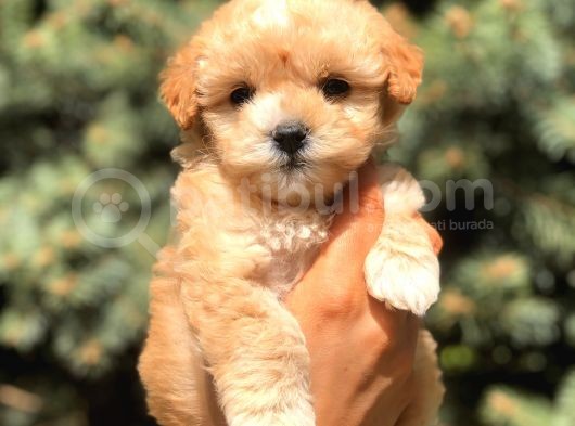 Xs Maltipoo Yavrularımız görsel