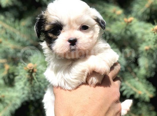 Teacup Morkie Yavrularımız görsel