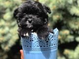 Özel Ve Nadir Renkteki Maltipoo Yavrumuz