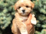 Xs Maltipoo Yavrularımız