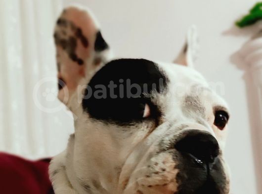 Ful Evcil Daisy görsel