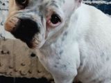 Ful Evcil Daisy