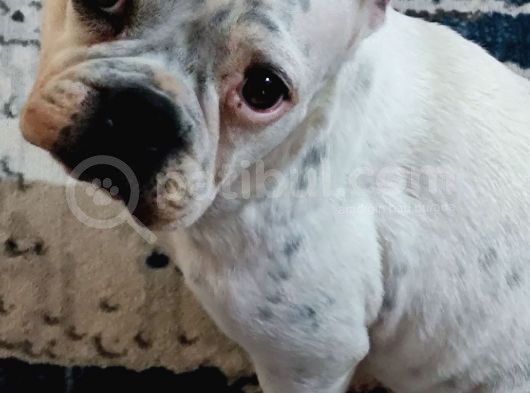 Ful Evcil Daisy görsel