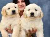 Dev Doodle Bebekler (Bursa Köpek Okulu)