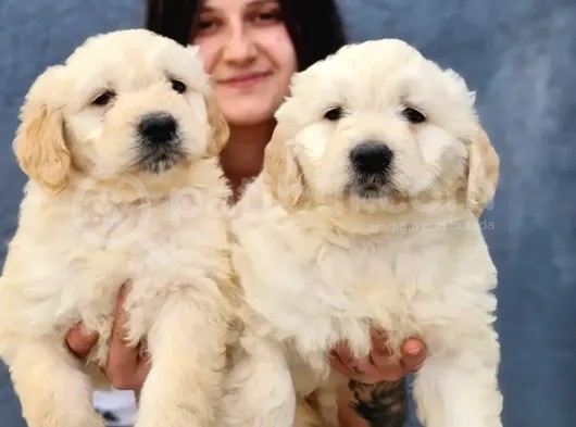 Dev Doodle Bebekler (Bursa Köpek Okulu) görsel