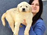 Dev Doodle Bebekler (Bursa Köpek Okulu)