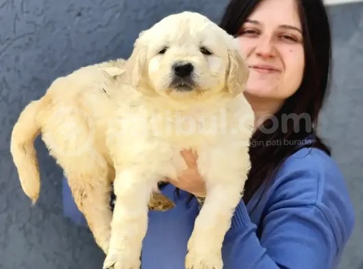 Dev Doodle Bebekler (Bursa Köpek Okulu) görsel