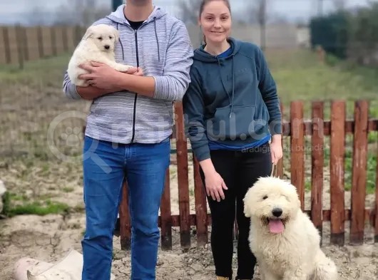 Dev Doodle Bebekler (Bursa Köpek Okulu) görsel