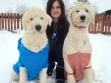 Dev Doodle Bebekler (Bursa Köpek Okulu)