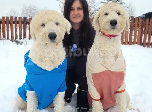 Dev Doodle Bebekler (Bursa Köpek Okulu)