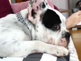 Ful Evcil Daisy