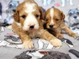 Cavapoo Yavrular (Bursa Köpek Okulu)