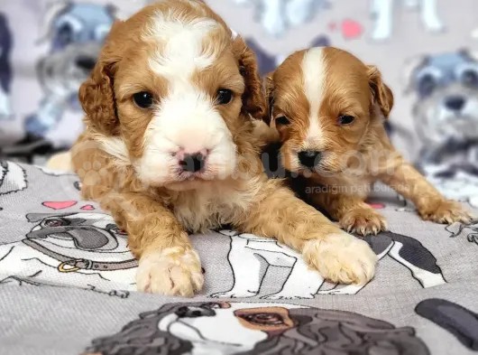 Cavapoo Yavrular (Bursa Köpek Okulu) görsel