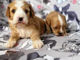 Cavapoo Yavrular (Bursa Köpek Okulu)