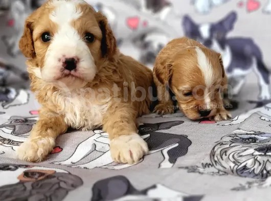 Cavapoo Yavrular (Bursa Köpek Okulu)