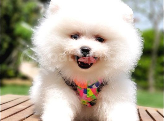 Pomeranian Boo Teddy Bear Yavrular görsel