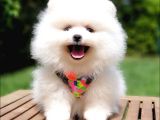 Pomeranian Boo Teddy Bear Yavrular