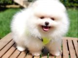 Pomeranian Boo Teddy Bear Yavrular