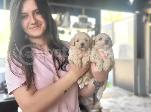 Maltipoo Yavru (Bursa Köpek Okulu)