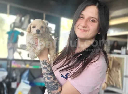 Maltipoo Yavru (Bursa Köpek Okulu) görsel