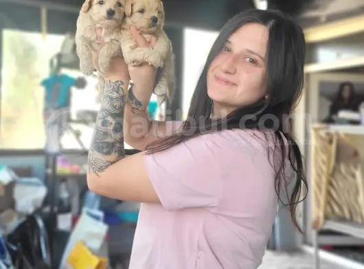 Maltipoo Yavru (Bursa Köpek Okulu) görsel