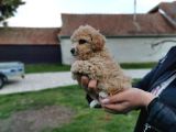 Red Brown Toy Poodle