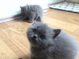 Saf British Shorthair Yavrular