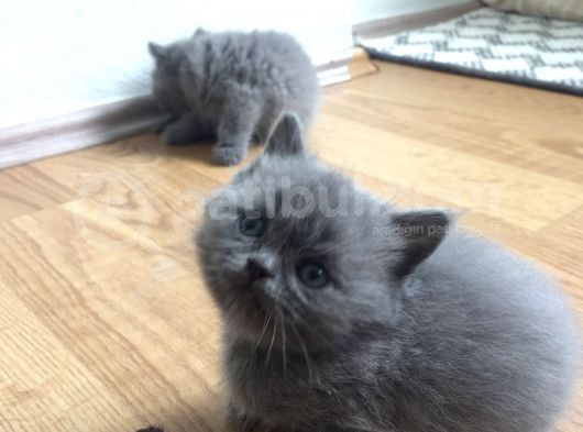 Saf British Shorthair Yavrular görsel