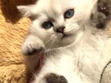 British Silver Shorthair & Ragdoll