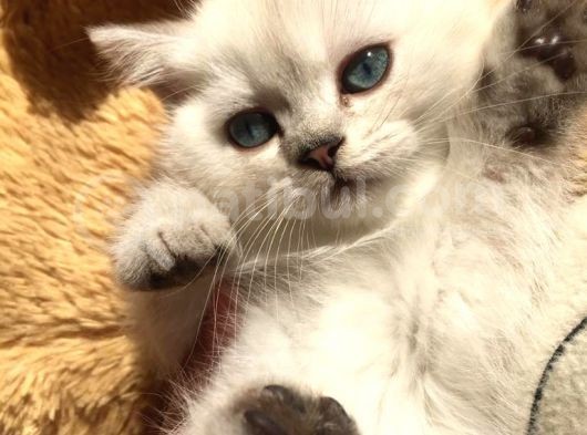British Silver Shorthair & Ragdoll