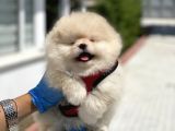 Teddy Face Pomeranian Boo Bebekler