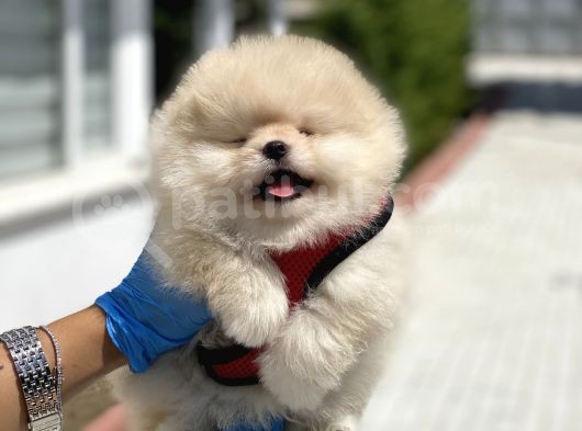 Teddy Face Pomeranian Boo Bebekler görsel
