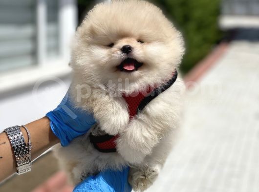 Teddy Face Pomeranian Boo Bebekler
