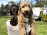 Türkiyede Tek Labradoodle Yavrularimiz