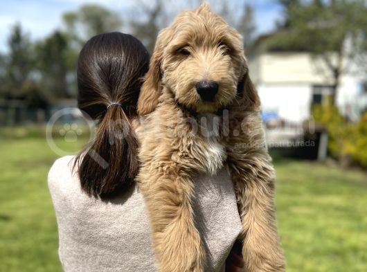 Türkiyede Tek Labradoodle Yavrularimiz görsel