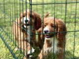 Orjinal Cavapoo Yavrular Ciftligimizden