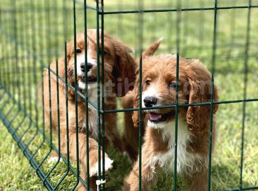 Orjinal Cavapoo Yavrular Ciftligimizden görsel