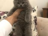 Ayı Surat Brtısh Shorthair Bebeklerim