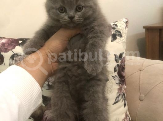 Ayı Surat Brtısh Shorthair Bebeklerim