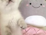 British Silver Shorthair & Ragdoll