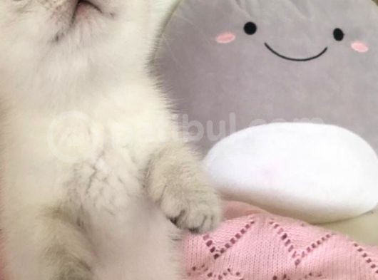 British Silver Shorthair & Ragdoll görsel