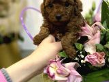 Toy Poodle Mini Boy Yavrular