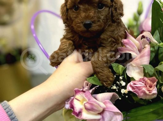 Toy Poodle Mini Boy Yavrular