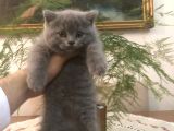 Ayı Surat Brtısh Shorthair Bebeklerim