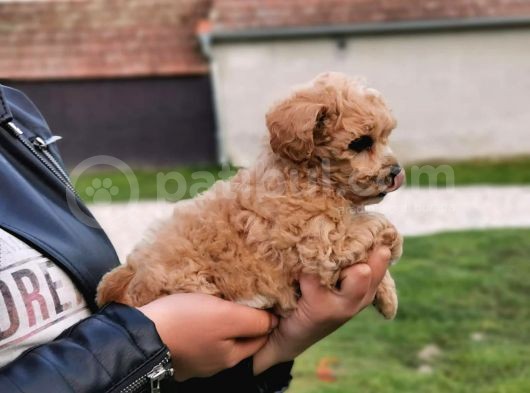 Red Brown Toy Poodle görsel