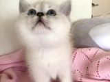 British Silver Shorthair & Ragdoll