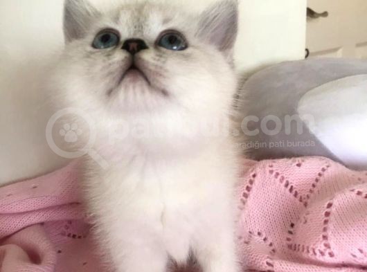 British Silver Shorthair & Ragdoll görsel